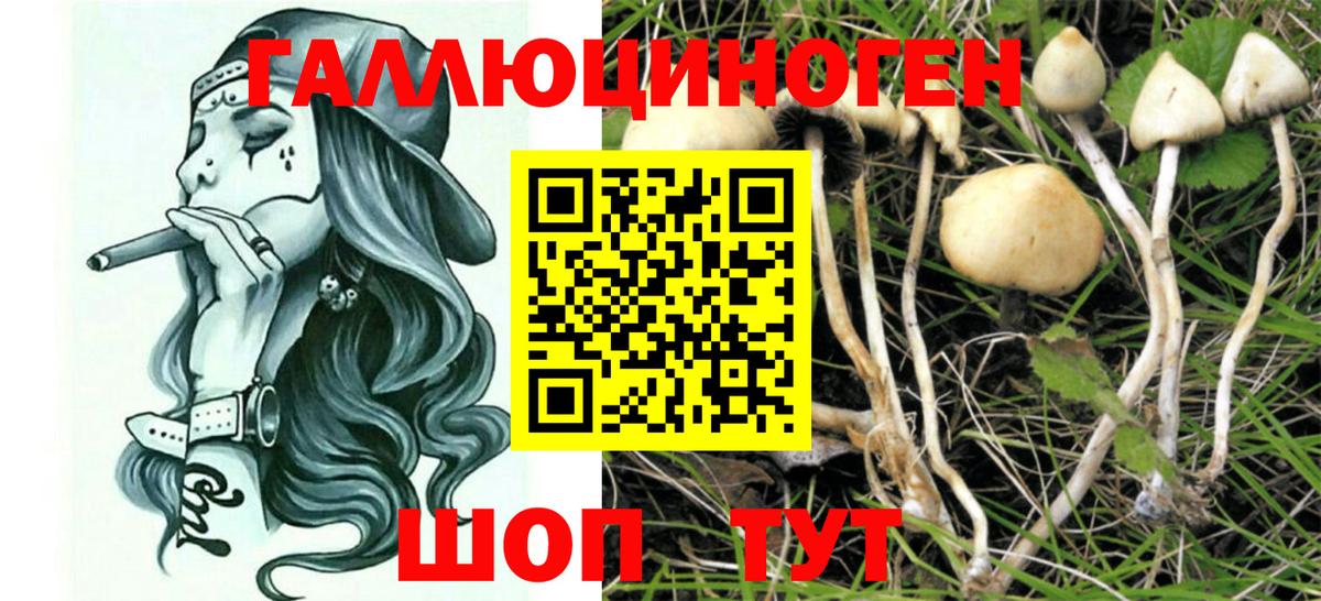 Псилоцибиновые грибы Cubensis  Вход с VPN  Дубна 